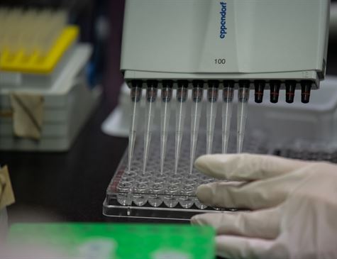 374327,475,80,0,0,475,365,0,0,0,0 Pesquisadores avançam e observam pela primeira vez resposta imunológica ao coronavírus