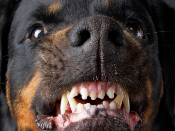 Dona de cão deve pagar   danos morais e materiais por ataque de cão decide justiça PB