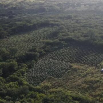 Ação conjunta destrói plantação com 19 mil pés de maconha no sertão paraibano
