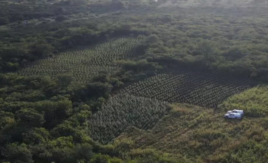 Ação conjunta destrói plantação com 19 mil pés de maconha no sertão paraibano