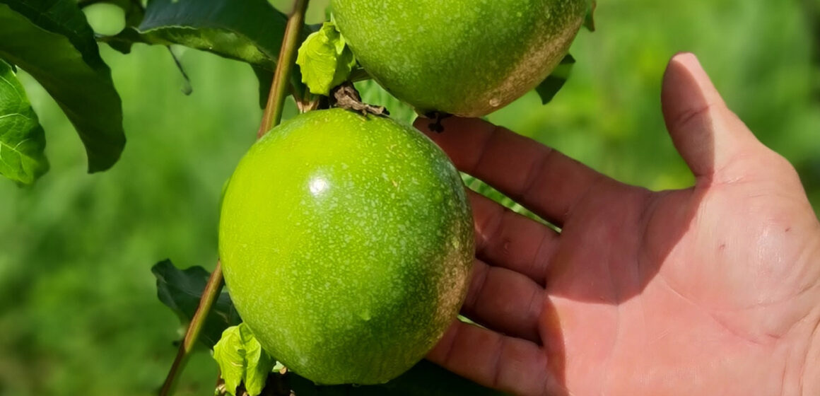 Governo do Estado financia pesquisa e ajuda agricultores do Sertão na produção do maracujá amarelo