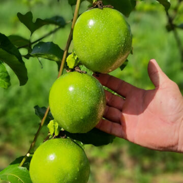 Governo do Estado financia pesquisa e ajuda agricultores do Sertão na produção do maracujá amarelo