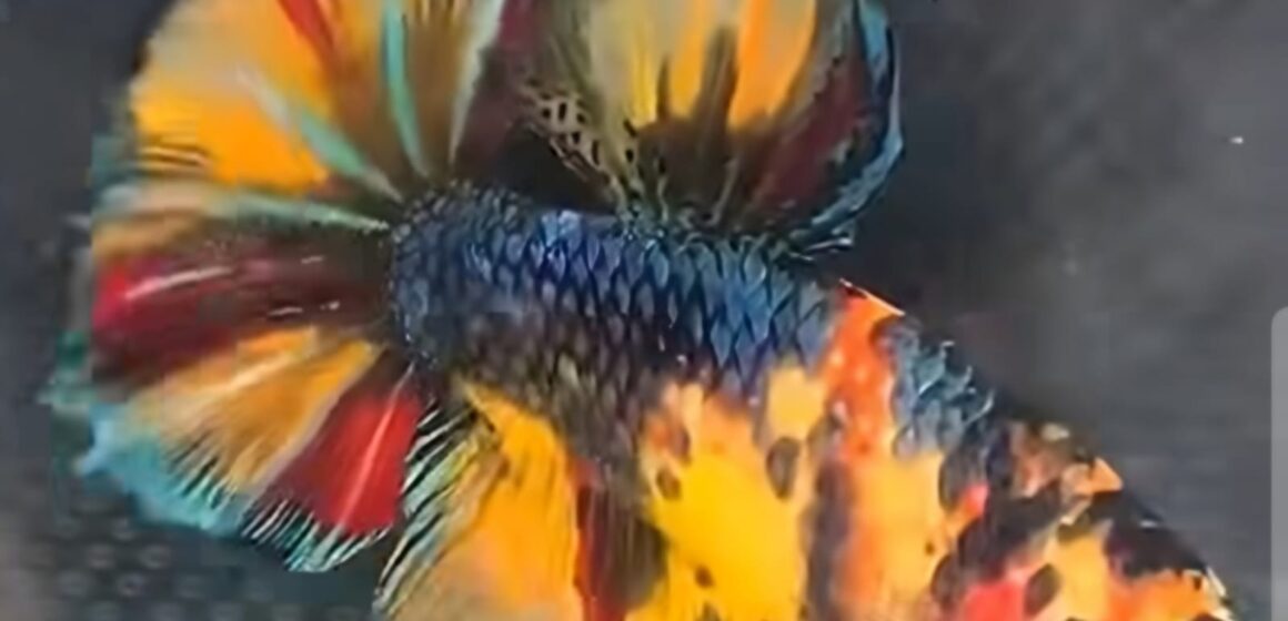 BMB tem exposição a partir de sexta-feira (11) com mais de 200 Bettas de linhagem