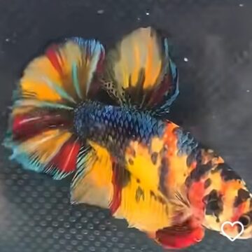 Peixes Betta BMB tem exposição a partir de sexta-feira (11) com mais de 200 Bettas de linhagem