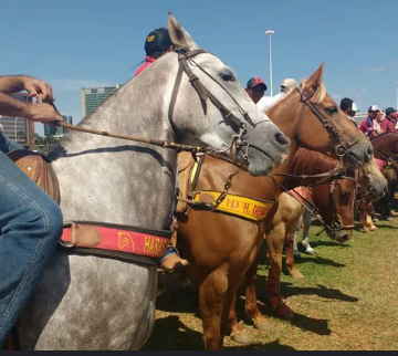 Captura de tela 2025-11-29 071940 Vaquejada da Guia celebra 69 anos em Lucena com apoio da comunidade e lideranças locais