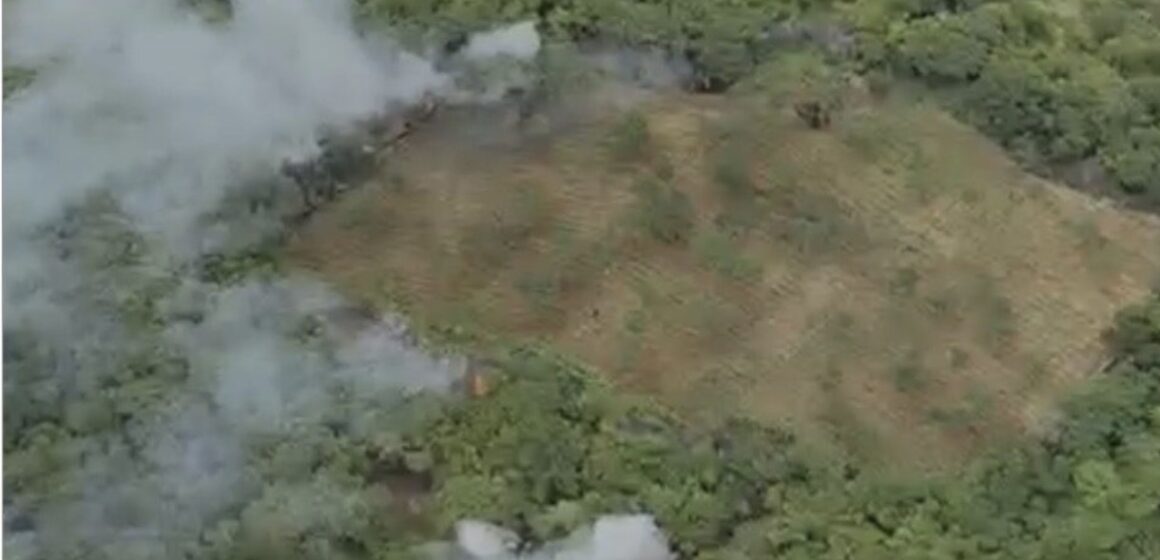 PF descobre plantação de maconha irrigada na Paraíba
