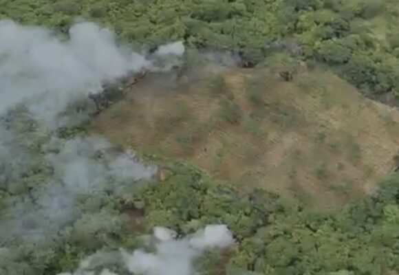 PF descobre plantação de maconha irrigada na Paraíba