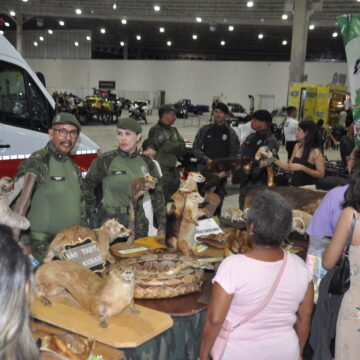 Brasil Mostra Brasil tem opções de acessórios a partir de R$ 6